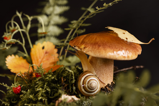 Edible boletus mushroom with yellow leaf on the cap and cute snail with horns among the grass in the autumn forest