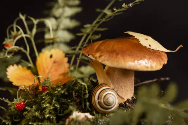 Photo of Edible boletus mushroom with yellow leaf on the cap and cute snail with horns among the grass in the autumn forest