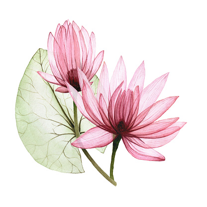 watercolor illustration of lotus flowers, water lily. drawing transparent flowers and lotus leaves. isolated on white background. vintage element for design of cosmetics, perfumery.