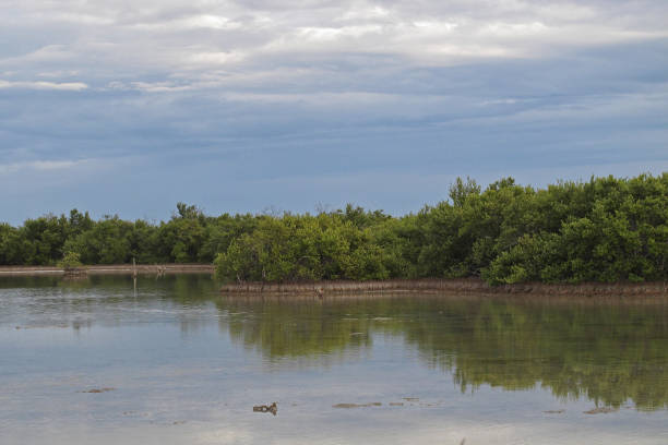istock mangroves growing in lagoon 1268546125
