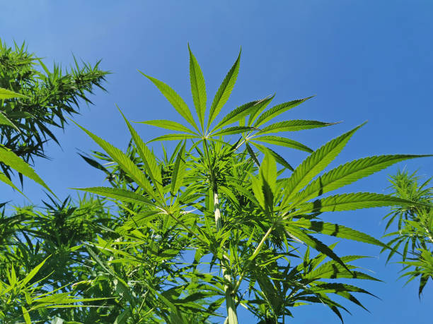 istock hemp plants in front of blue sky 1268547693