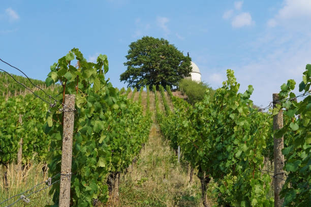 istock A vineyard of the Wackerbarth winery and the Jacobstein in Radebeul 1268548366