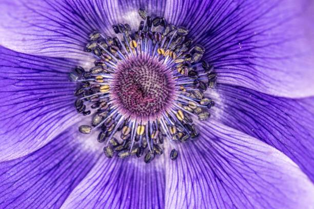 istock anenome flower in macro 1268549497