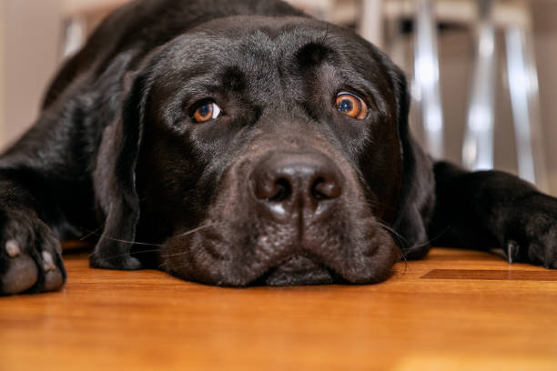 Young black labrador retriever resting on the wooden floor (Front facing portrait)