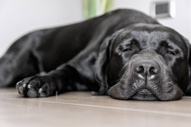 istock Black young labrador sleeping on the floor (Focus on the dog's nose) 1268549767