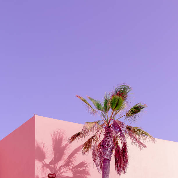istock Tropical pink vibes. Vanilla Palm Canary island 1268552025