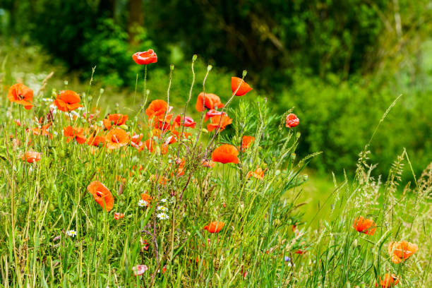 夏の真っ赤なケシの花のフィールド - poppy bud ストックフォトと画像
