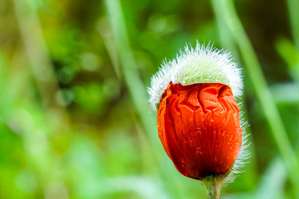 Close-up of a red poppy (Papaver) bud on a curved stem, set against a soft green bokeh background. The wrinkled petals are just starting to open.