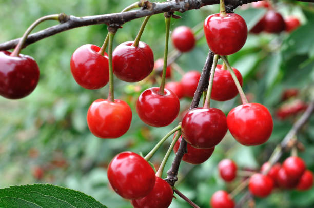 istock close-up of ripening  cherries 1268553698