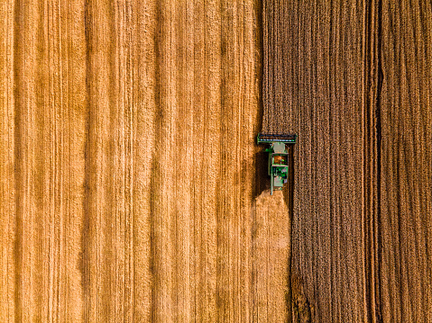 Harvesting season. Aerial shot directly above. Harvester in a field of wheat at work