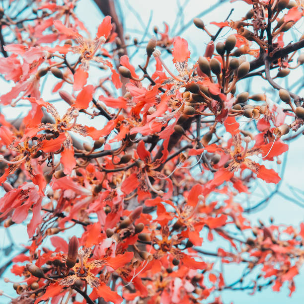 istock Flowers background. Flowers romantic mood 1268556918