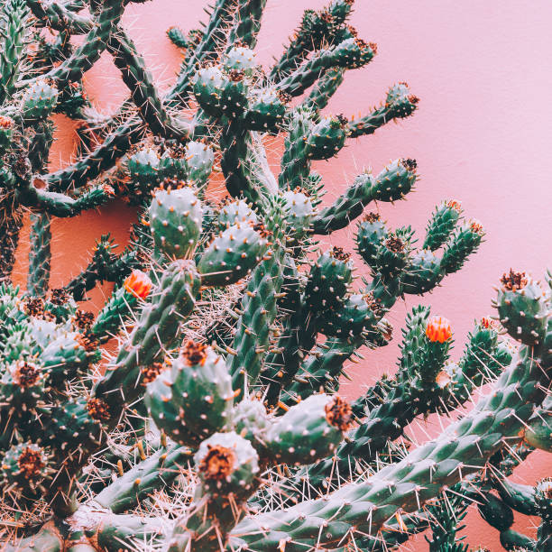 istock Cactus on pink wall. Plants on pink concept art 1268557084