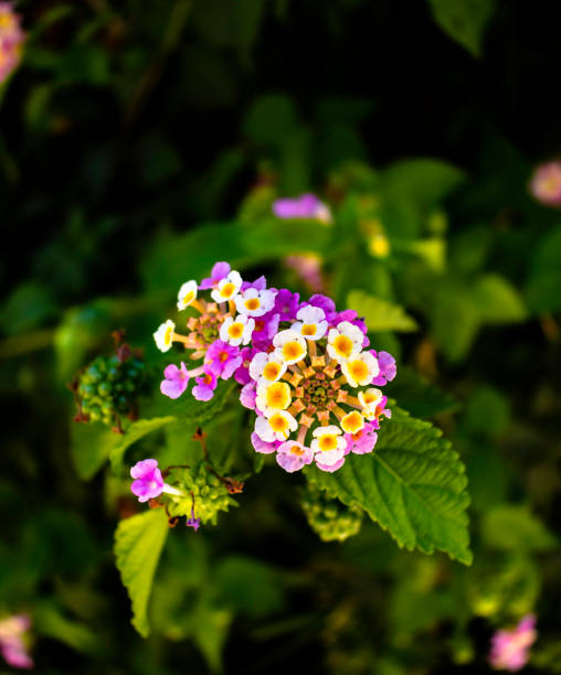 istock Lantana camara flower 1268558290