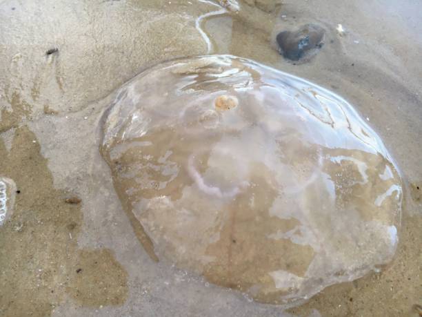 istock Sunset Walberswick beach Suffolk sea jellyfish 1268561415