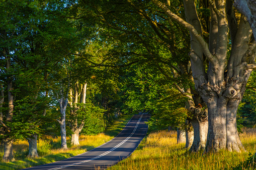 A view along the B3082 road, also known as Beech Tree Avenue, near Wimborne in Dorset, UK.