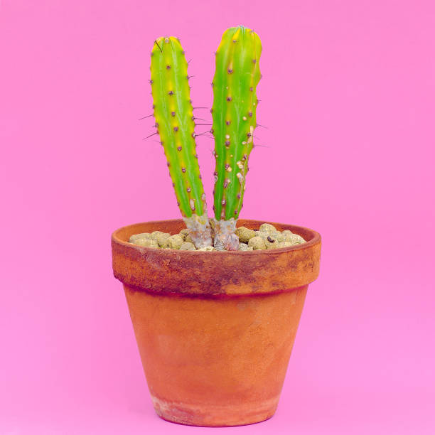 istock Plants on pink. Minimal concept.  Cactus on pink background 1268564290