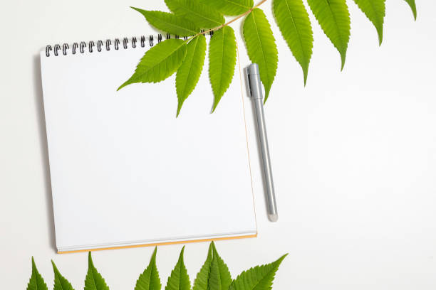 istock White paper blank and white whalnut leaf on gray background. 1268564411