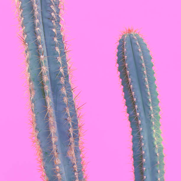 istock Cactus lovers. Minimal concept.  Cactus on pink background 1268566144