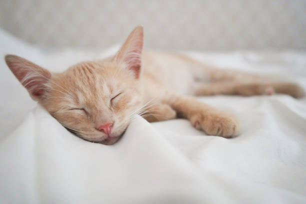 istock Small red-haired affectionate kitten sleeps on a white blanket. Love for animals 1268566749