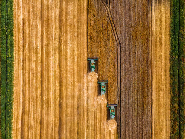 Harvesting wheat field Harvesting wheat field.. Aerial shot directly above. Three harvesters in a field of wheat at work country road road corn crop farm stock pictures, royalty-free photos & images