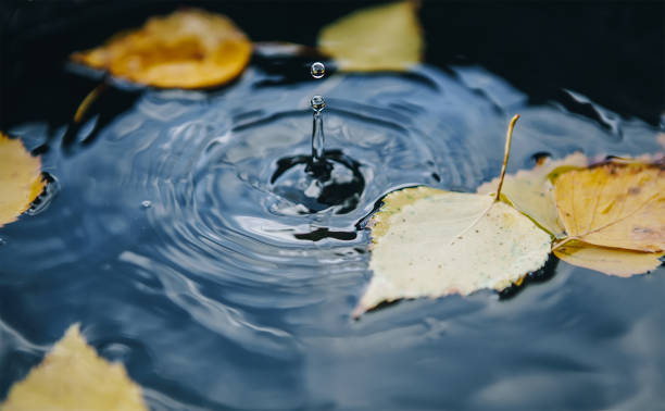 istock Drop is falling on a street puddle leaving a radial circles on surface with fallen yellow leaves on water. Autumnal concept image. 1268567051