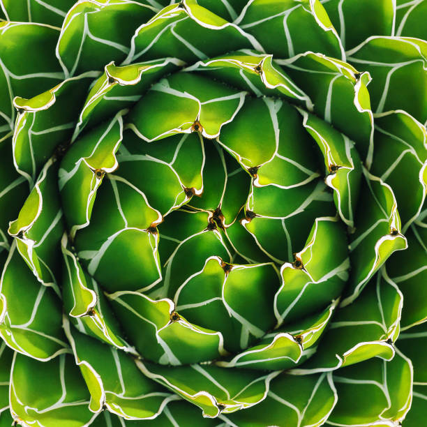 istock Cactus texture closeup. Green creative colours design. 1268569705