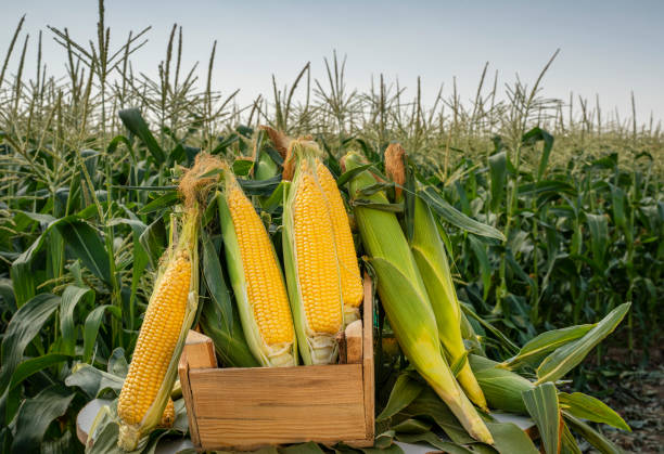 istock The corn plants in the field 1268570117