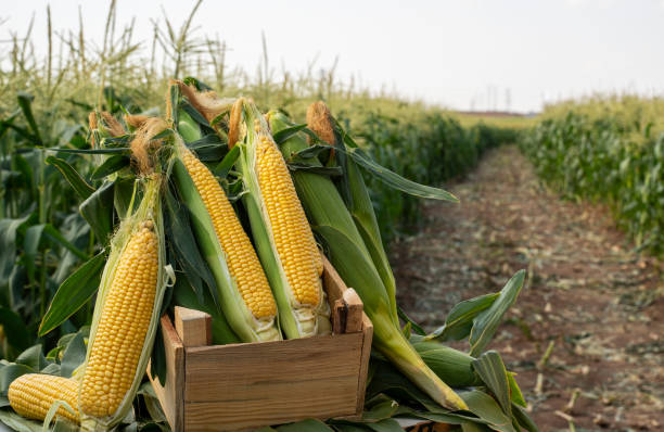 The corn plants in the field