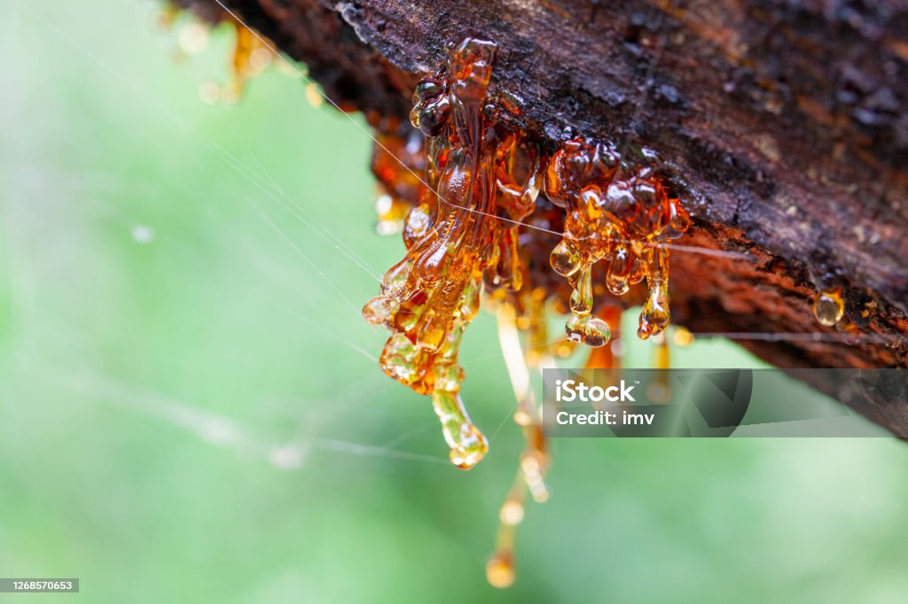 Resine drops from Reunion Island, spider web on them Resin drops Sap Stock Photo