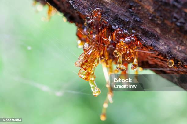 Resine Drops From Reunion Island Spider Web On Them Stock Photo - Download Image Now