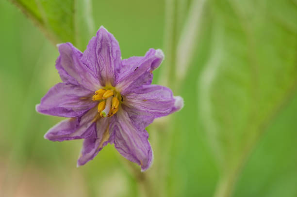 Close Up Aubergine Flower