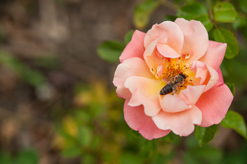 Close Up Beautiful Pink Rose with Honey Bee in Summer Ornamental Garden