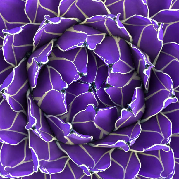 Cactus texture closeup. Purple creative colours design. stock photo