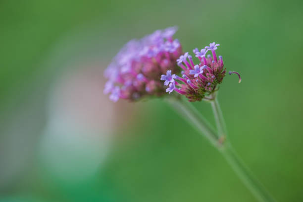 istock Purple Verbena in Bloom 1268570751