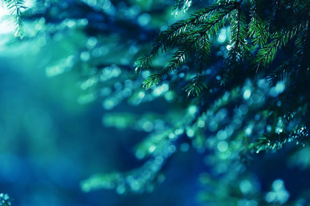 istock Blue background with fir tree branches, lights and flares 1268571055