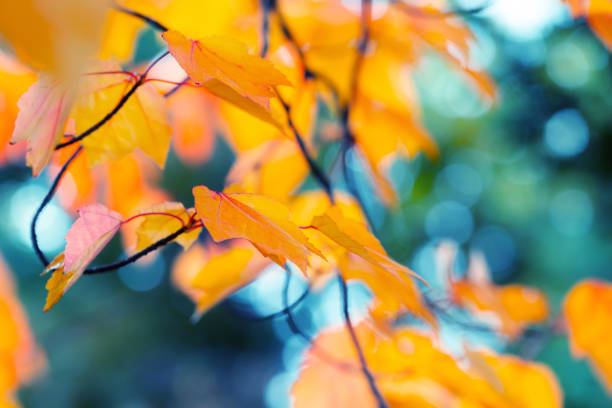 Abstract autumn background Abstract autumn background. Vibrant orange and yellow maple leaves close up. Tree branches with bright foliage on a blue blurred background maple leaf photos stock pictures, royalty-free photos & images