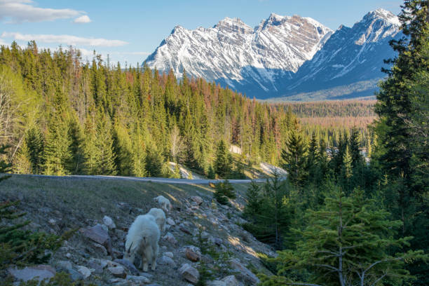 istock Mountain Goats in Jasper National Park 1268573518