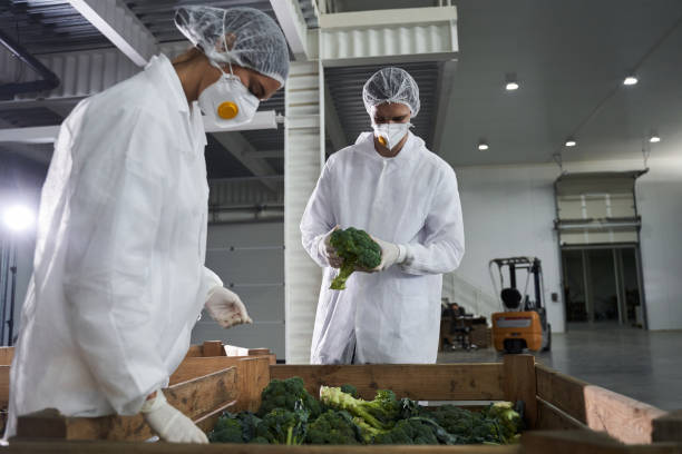 istock Two concentrated young Caucasian employees inspecting vegetables 1268574707