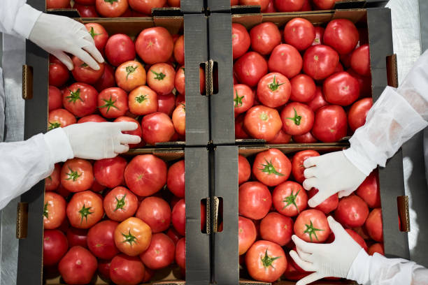 istock Packers in uniforms preparing vegetables for shipping 1268574732