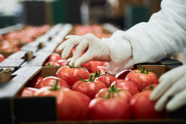 istock Packer arranging fresh produce in cardboard boxes 1268574736