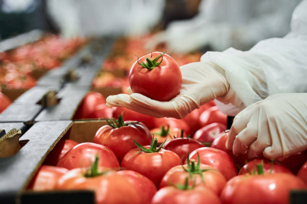 arbeiter in latexhandschuhen inspiziert eine rote tomate - lebensmittelverarbeitung stock-fotos und bilder