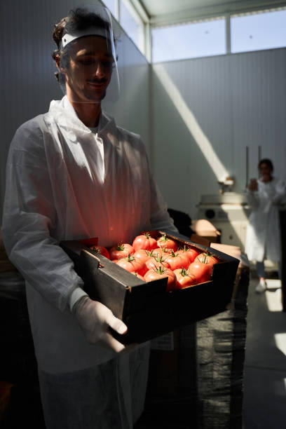istock Employee looking at vegetables in his hands 1268574743