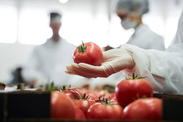 istock Hand in a latex glove holding a ripe tomato 1268574775