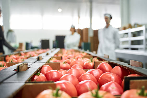 istock Caucasian workers inspecting vegetables at a plant 1268574793