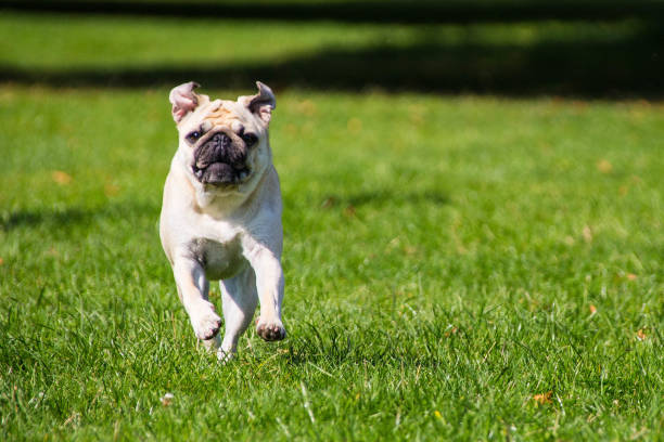 istock Playtime - puppies and kittens 1268575030