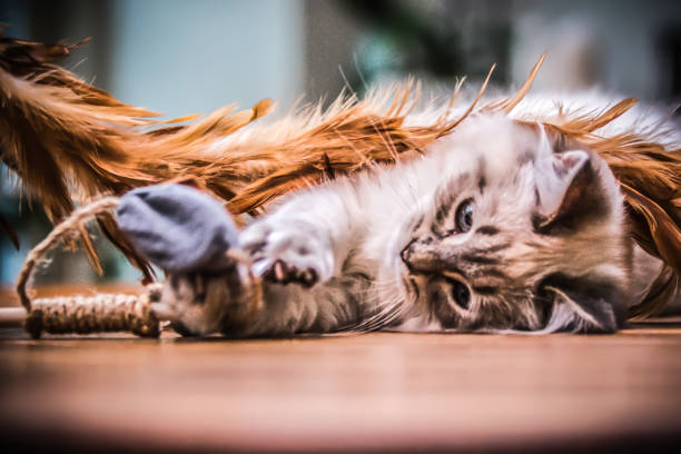 istock Playtime - puppies and kittens 1268575059