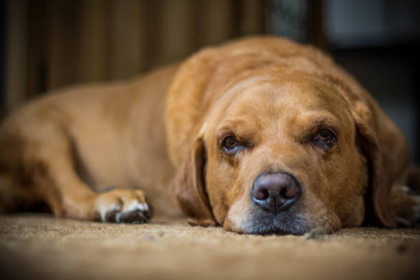 istock The life of older dogs 1268578085
