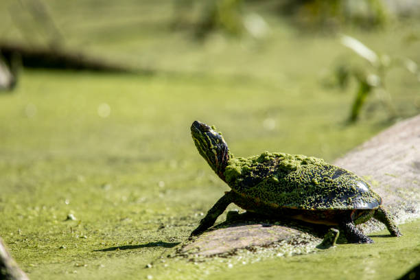 istock Painted Turtle Basking in a Duckweed- Filled Pond 1268578096