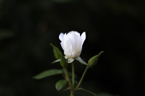 White Budding Rose, Black Background, Copy Space