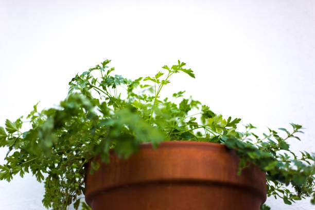 istock Parsley Plant Up-Close; White Background with Copy Space 1268583336
